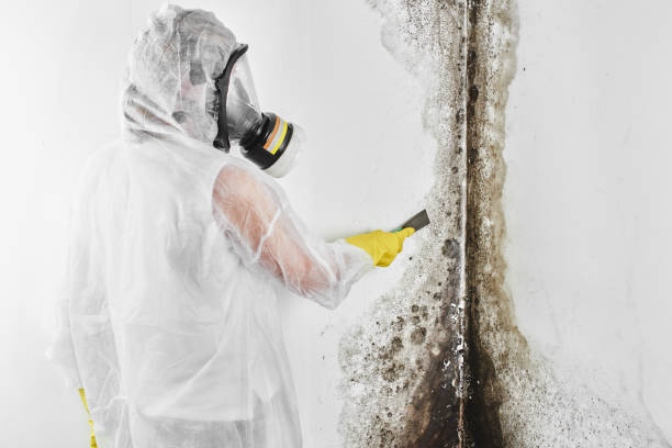 Best Post-Flood Mold Remediation in Suffern, NY
