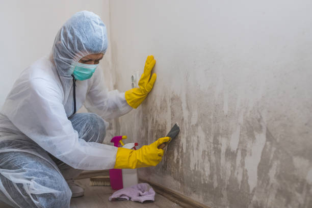 Best Emergency Mold Remediation in Suffern, NY