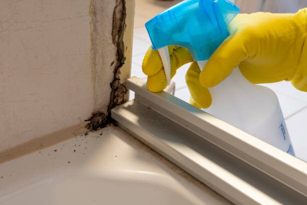 Best Black Mold Remediation in Suffern, NY