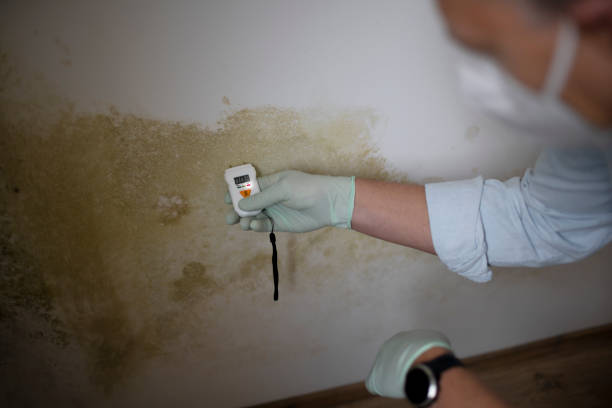 Best HVAC Mold Remediation in Suffern, NY