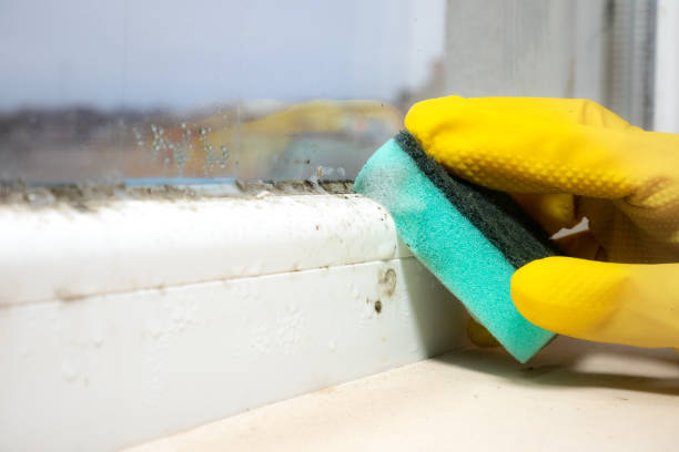 Best Bathroom Mold Remediation in Suffern, NY